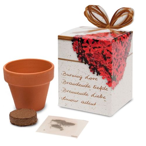 Flower pot with seeds in box - Image 2